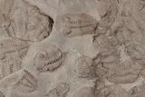 Ordovician Trilobite Mortality Plate - Tafraoute, Morocco #194107-1